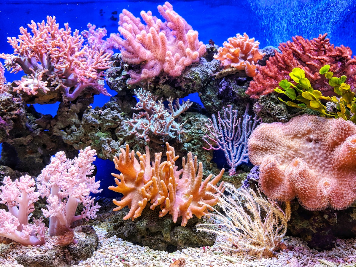 Coral reef underwater