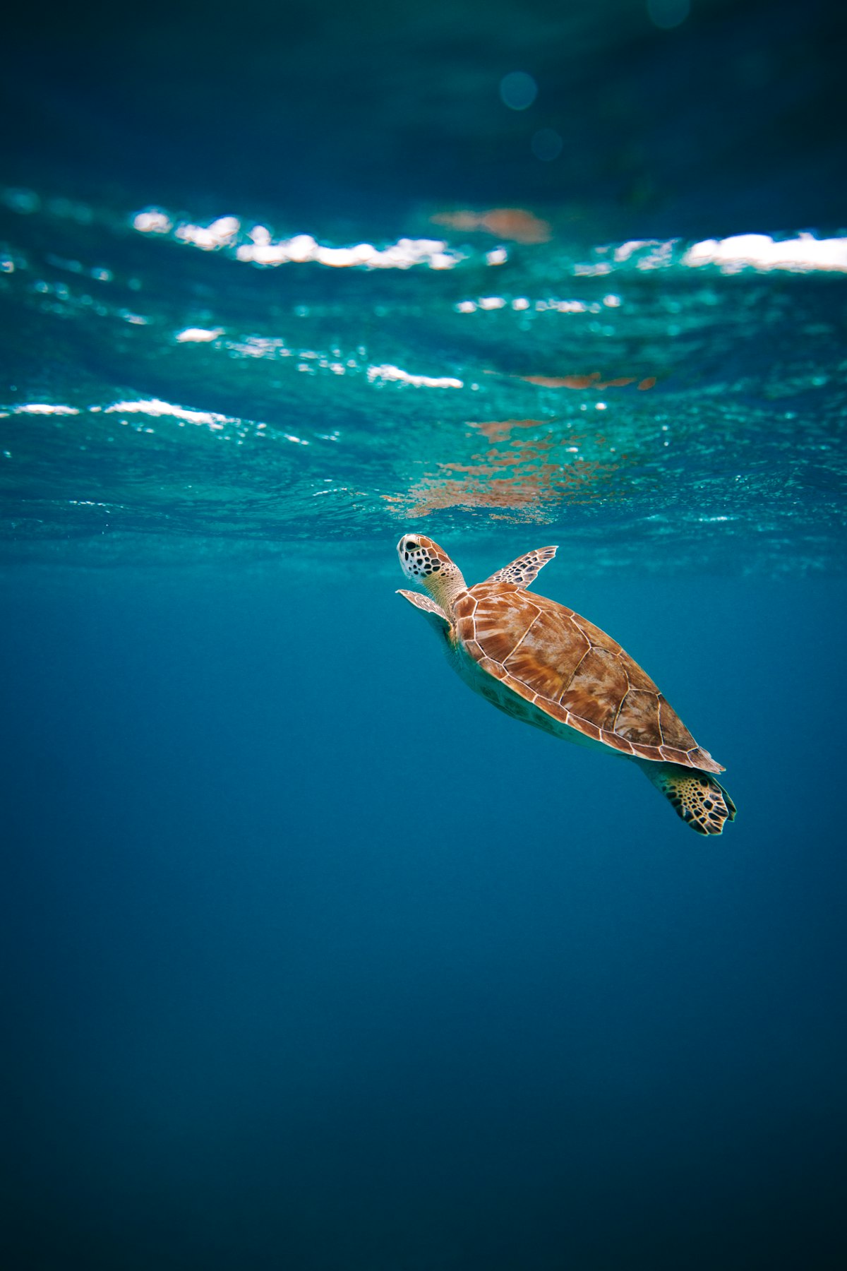 Sea turtle swimming