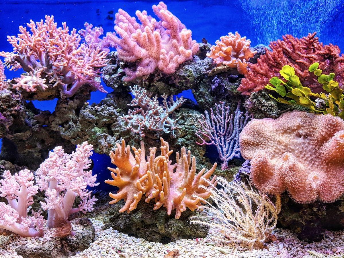Underwater fish school